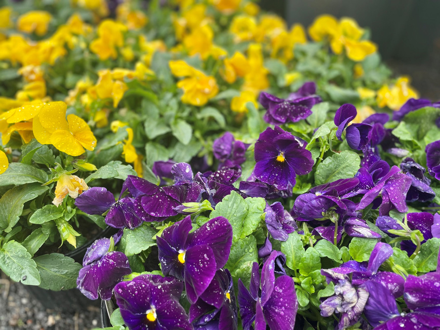 Pansies 1