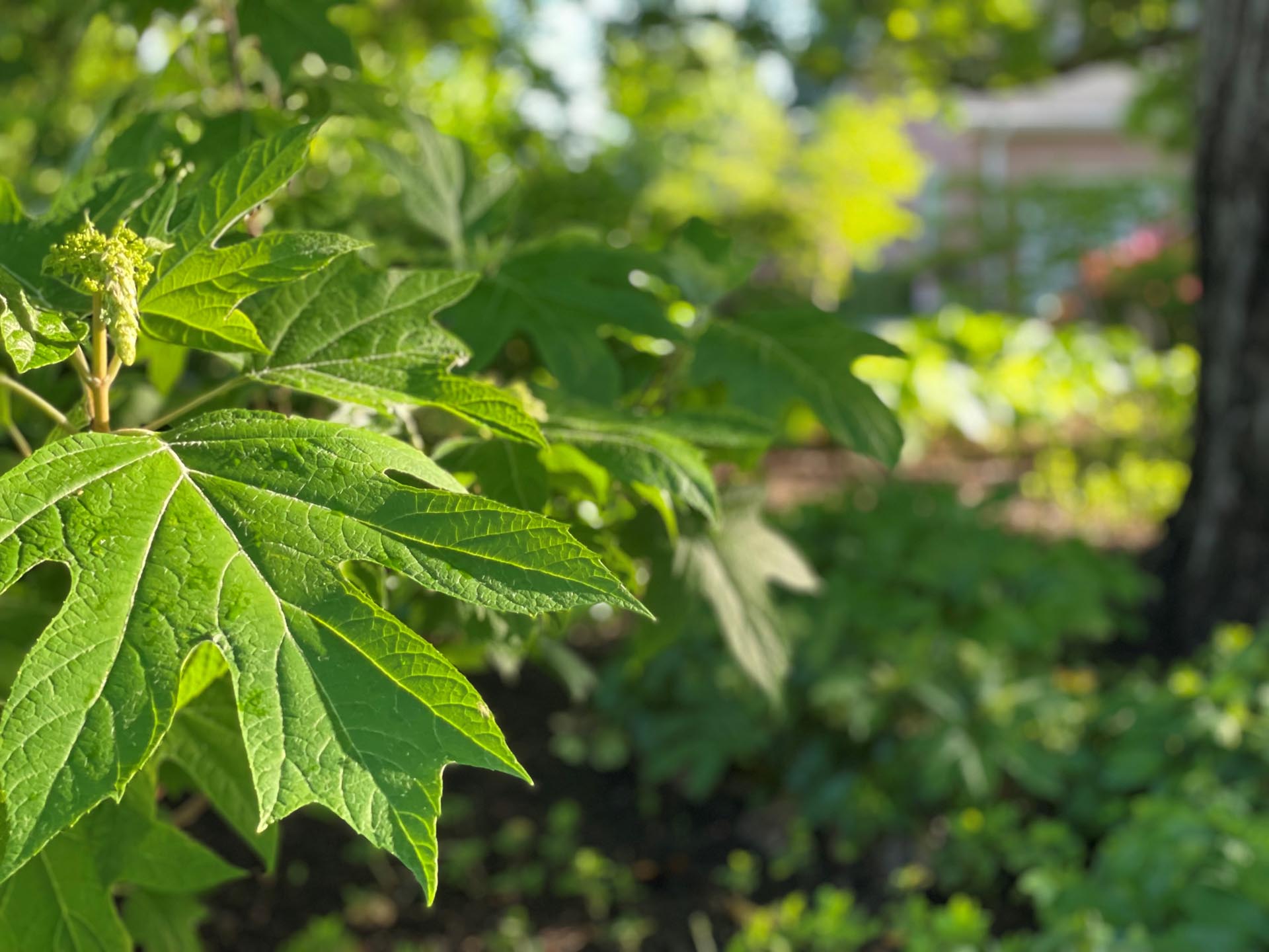 Independence Landscape Tree and Shrub