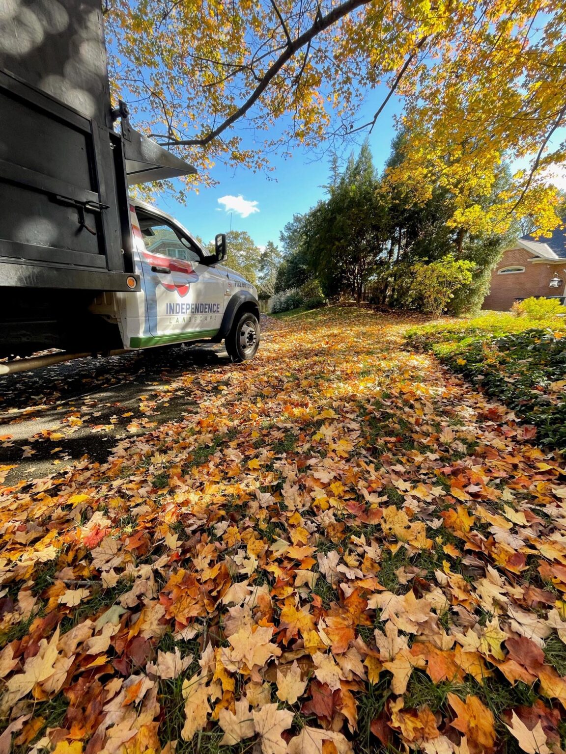 Three Time Leaf Removal Service Keep Your Lawn Neat three-time-leaf-removal-service-keep-your-lawn-neat