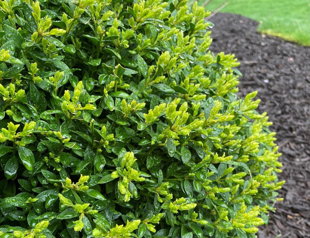 shrub care