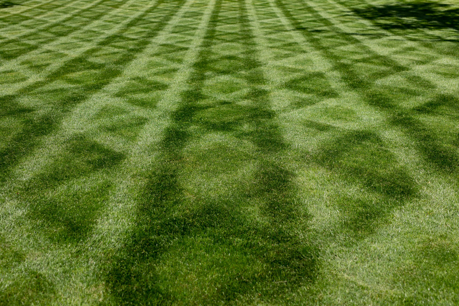 Close-up of healthy grass blades after treatment.