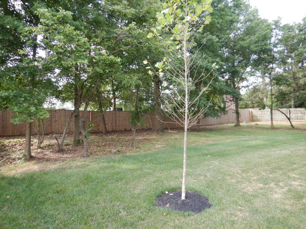 Site prep work with a tree