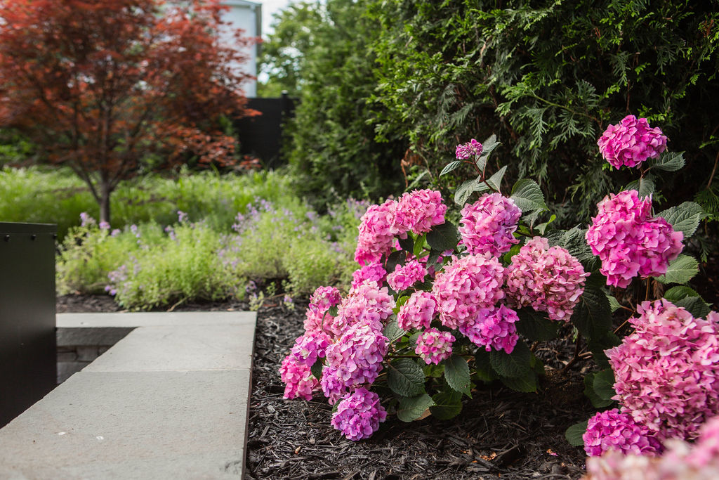 hydrangeas