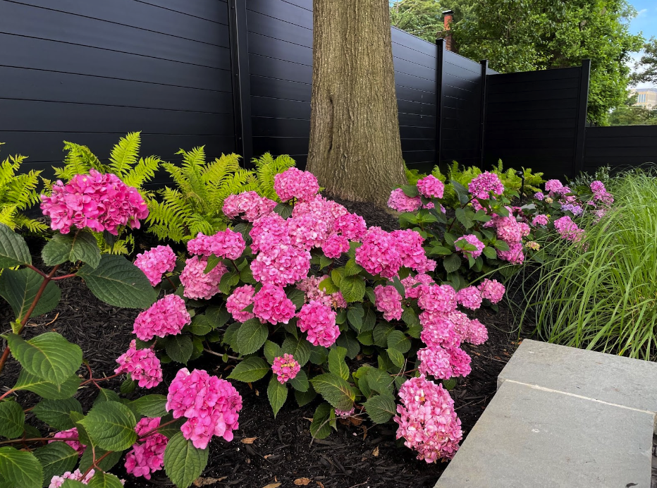 little lime hydrangeas